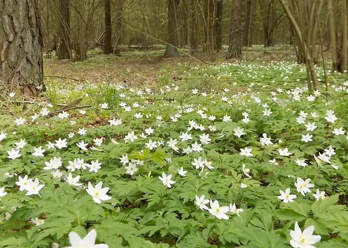 W Parku Na Mazurach Mragowo